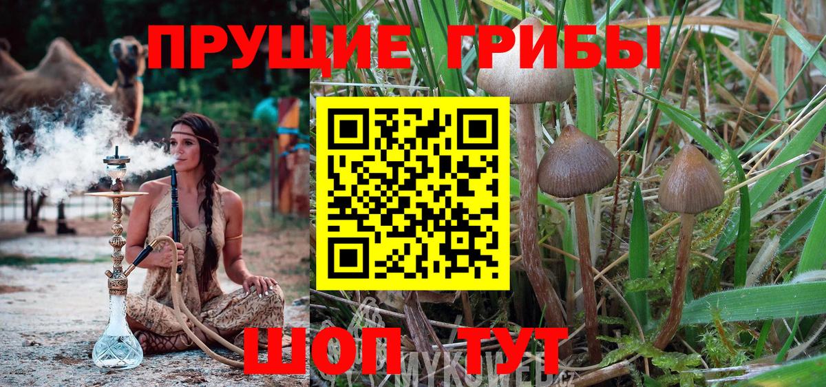 Псилоцибиновые грибы Cubensis Екатеринбург